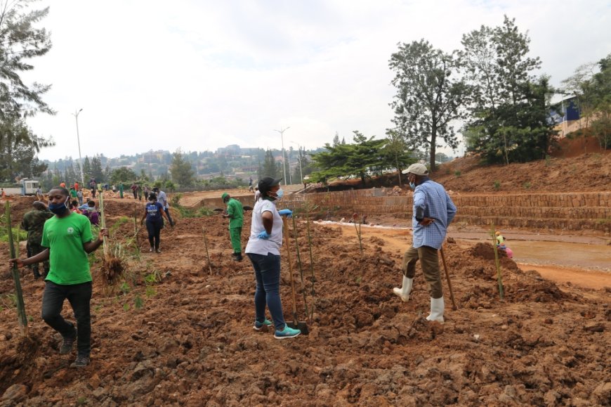 Kigali: Three million tree planting drive  targets residential, recreational zones --[Reported by Umva mag]