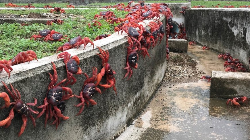 A Christmas Island National Park travel guide where millions of colorful crabs migrate annually --[Reported by Umva mag]