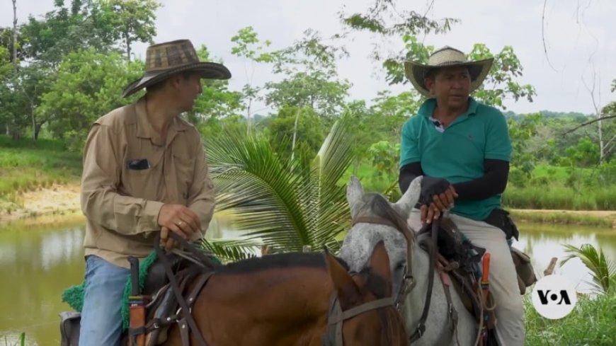 Colombian ranchers aim to prove beef production can be good for planet --[Reported by Umva mag]