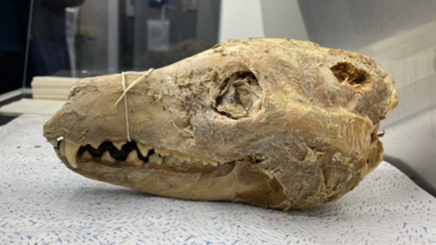 Most complete Tasmanian tiger genome yet pieced together from 110-year-old pickled head --[Reported by Umva mag]