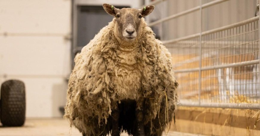 Britain’s ‘loneliest sheep’ has forgotten how to be a sheep after two years on cliff --[Reported by Umva mag]