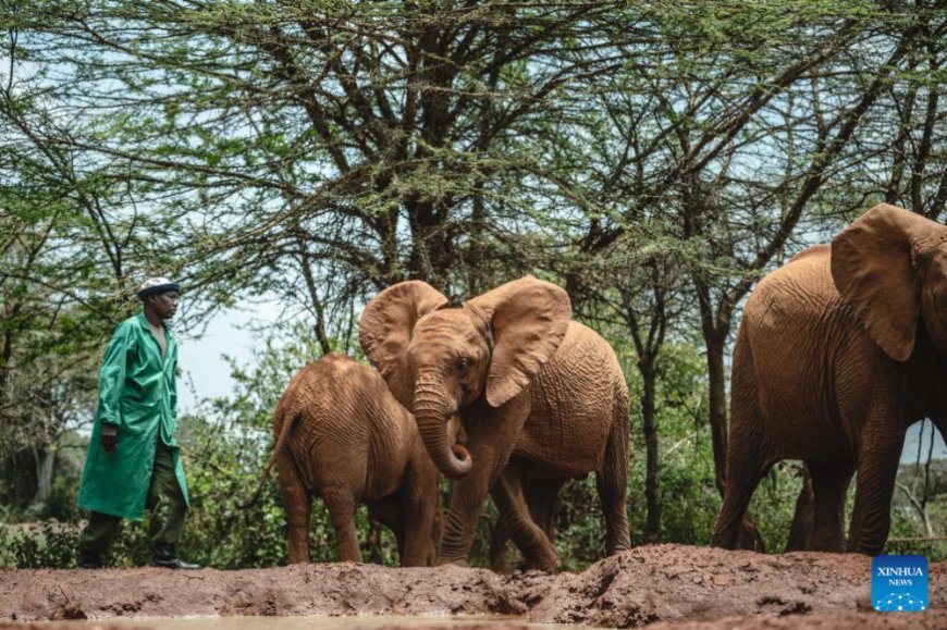 PHOTOS: Elephant "orphans" rescued and rehabilitated in Kenya --[Reported by Umva mag]