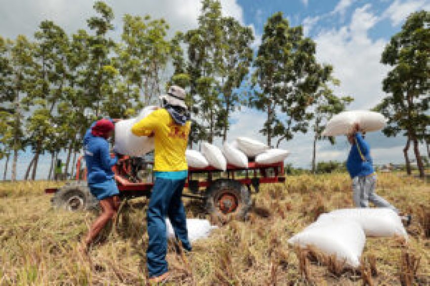 Wet season palay procurement budget set at P9 billion — NFA --[Reported by Umva mag]