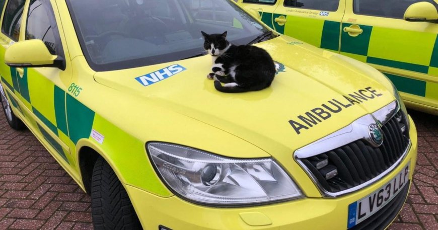 Cat who lived at ambulance station for 15 years saved from eviction --[Reported by Umva mag]