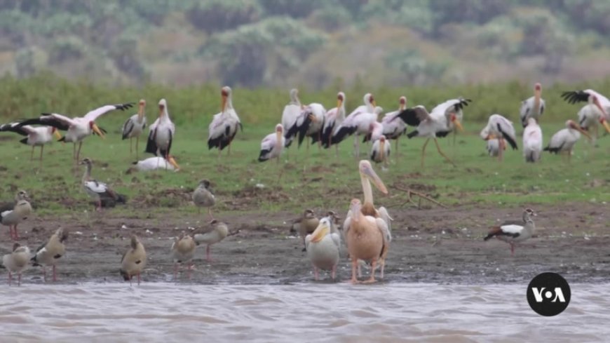 Residents on Kenya’s coast use app to track migratory birds --[Reported by Umva mag]