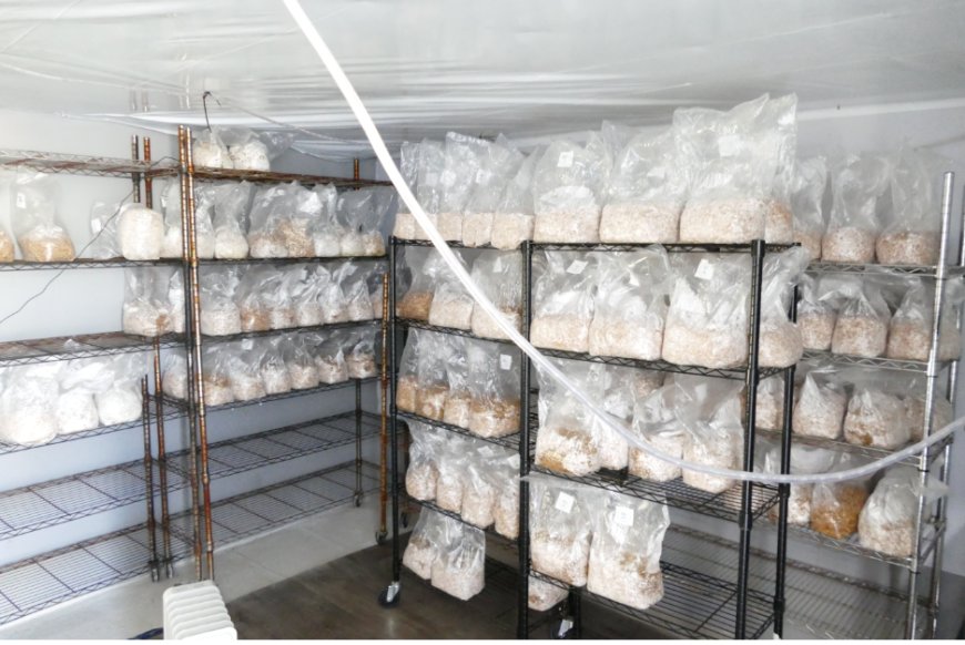 York police bust large magic mushroom lab, seize drugs worth almost $500,000 --[Reported by Umva mag]