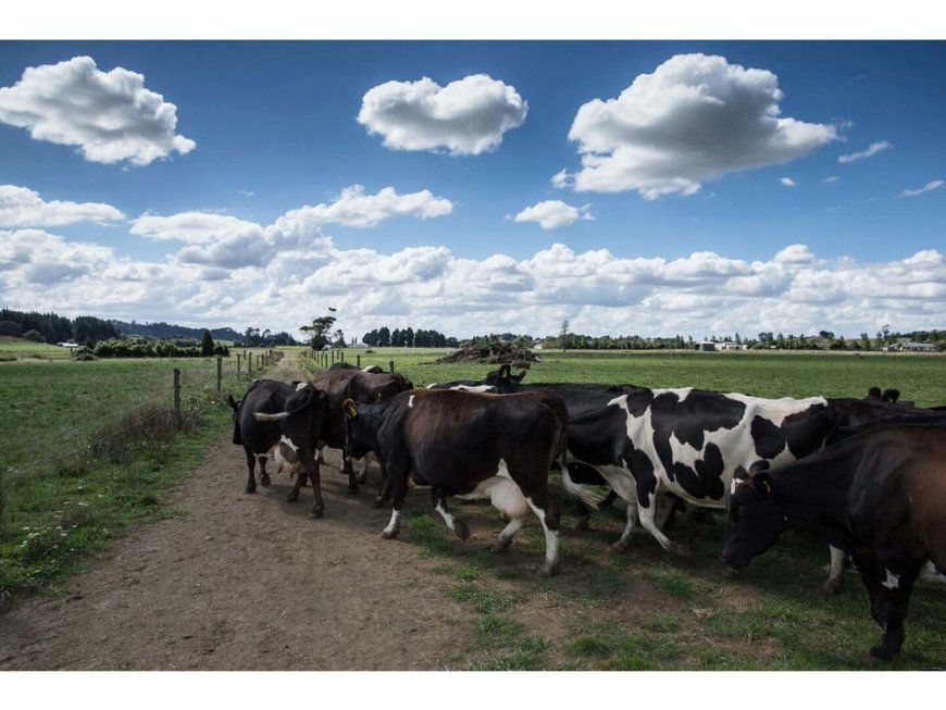 New Zealand Escalates Dispute With Canada Over Dairy Exports --[Reported by Umva mag]