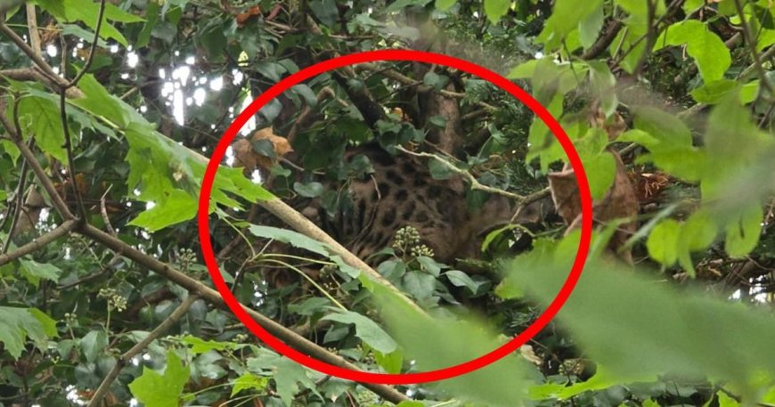 Dad spots 1.5m ‘lynx or jaguar’ during school run in Kent --[Reported by Umva mag]