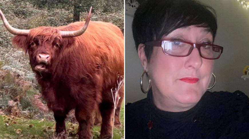 Horror as mum is IMPALED on highland cow’s horn & hurled two feet into the air after being charged by animal --[Reported by Umva mag]