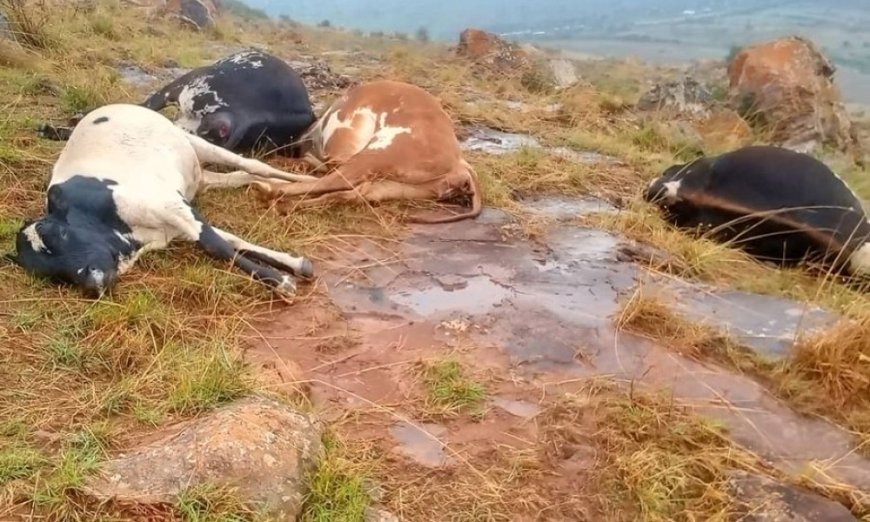 Kirehe: Lightning kills 24-year-old woman, cows and sheep --[Reported by Umva mag]